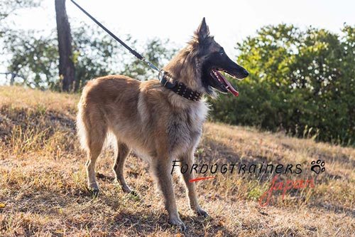 犬用品・かっこいい犬用の首輪