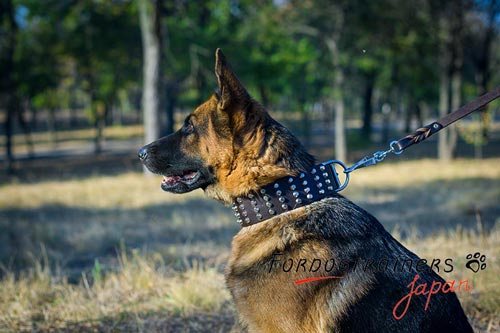 犬用のデコ首輪