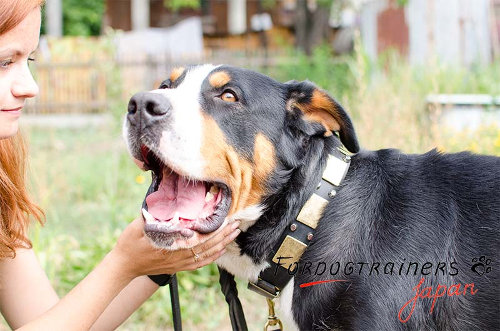 大型犬用首輪　ミックス飾金具付