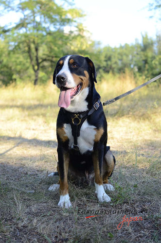 大型犬　散歩用ハーネス　