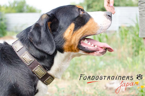 グレータースイスマウンテンドッグ用デザイン首輪