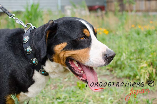 大型犬のマウンテンドッグ用首輪　おしゃれコンチョ付　