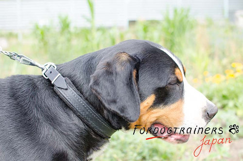 大型犬用首輪　フェルトの裏地付