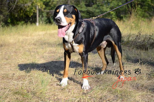 本革製軽いレザーハーネス