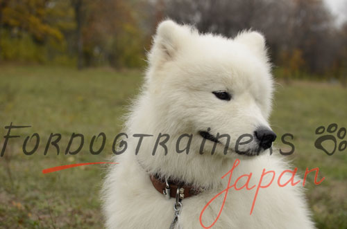 大型犬のサモエド用のデザイン首輪