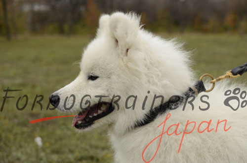 大型犬用革チョーカー