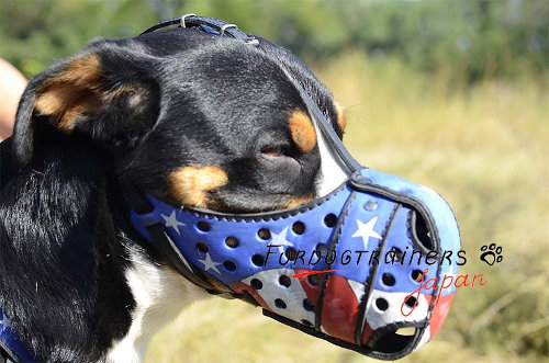スイスマウンテンドッグ用デザインされた口輪