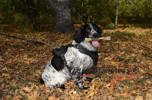 スパニエル散歩用ハーネス