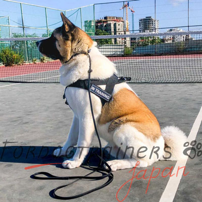 犬訓練用品であるハーネス　犬に安全なナイロン製