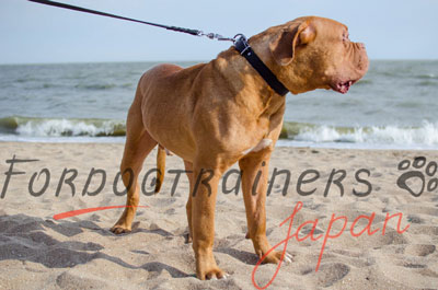 ボルドー・マスティフの首輪　ワンコ用本革製首輪　30mm