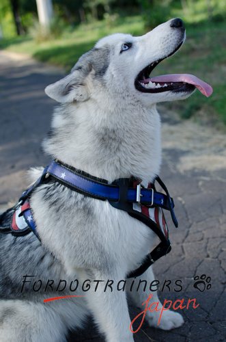 Siberian clearance husky leash