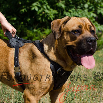 カネコルソという大型犬用 ハーネス　安全な本革の材料製