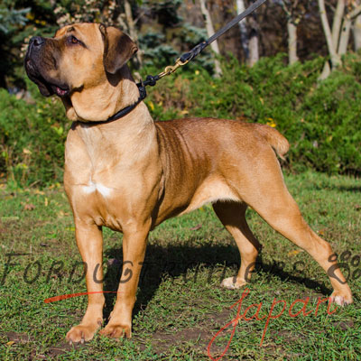 革のチョークカラー　大型犬用　丸型装飾付き　12mm