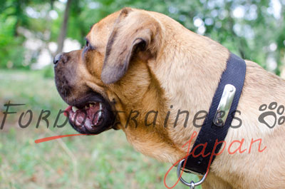 カネコルソ　首輪　2重ナイロン製　迷子札付き