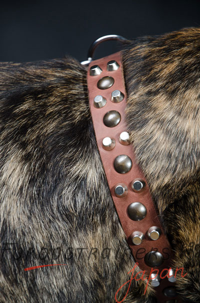 イタリアンコルソドッグ 首輪　かわいいデザイン