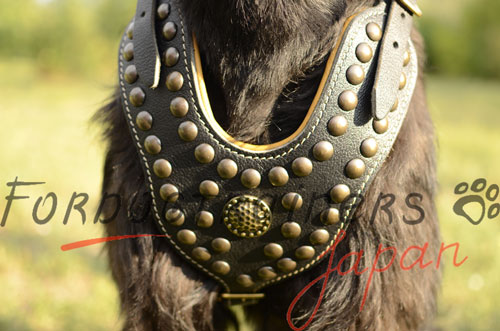 ジャイアント・シュナウザー　ハーネス　おしゃれ