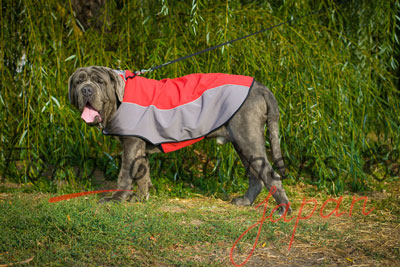 大型犬用ナイロンコート