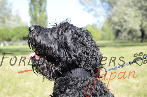 大型犬用首輪　ナイロン