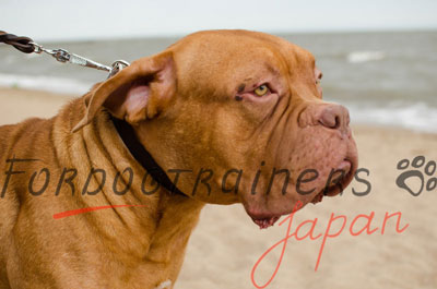 ボルドー・マスティフ用カラー　本革製　介助犬用首輪