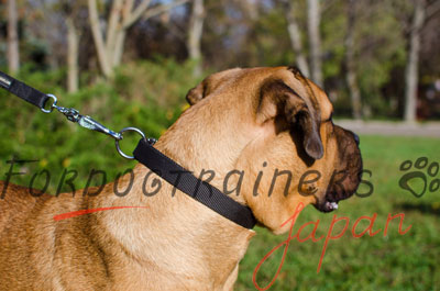 大型犬　首輪　着脱しやすいバックル付き　ナイロン製