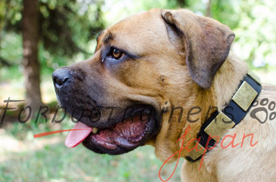 大型犬　首輪　幅広い作り　革製　おしゃれな古風プレート付き