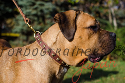 カネコルソ 首輪　本革製　スタッズ付き　25mm