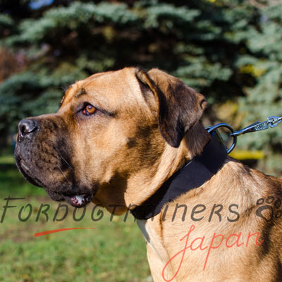 カネコルソ 首輪　上質な本革製　シンプルデザイン　40mm