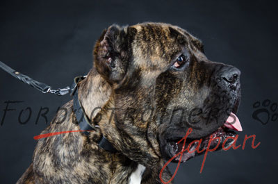 カネコルソ　チョーカー　２つの使い方　25mm