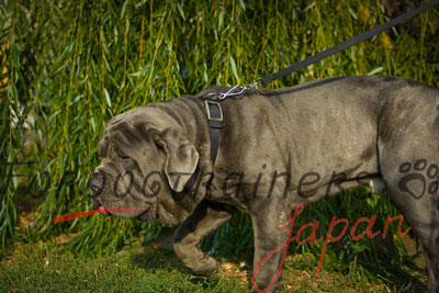 大型犬用ナイロン首輪　シンプル