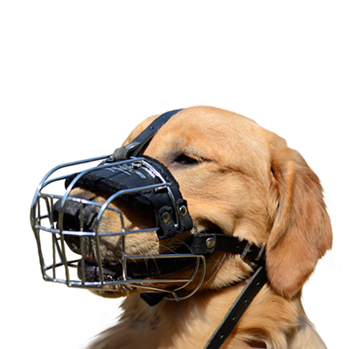 Golden deals retriever muzzle