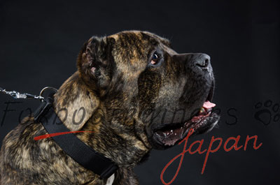 カネコルソ 首輪　ナイロン製　クイックロックバックル付き