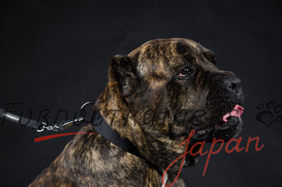 カネコルソ 首輪　ナイロン製