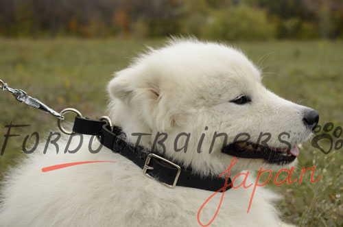 サモエド向けの2way首輪