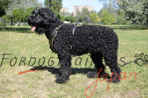 大型犬用ハーネス　コンチョ付