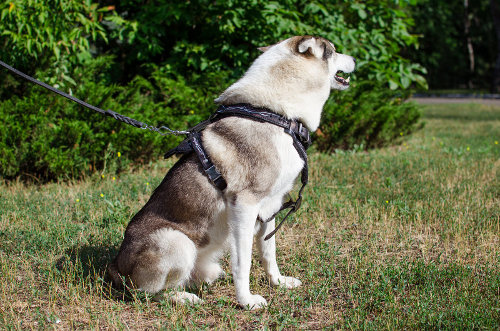 大型犬用ハーネス　有刺鉄模様
