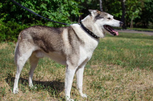 大型犬用カラー　オリジナルスタイル