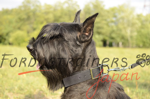 シュナウザー用首輪　ナイロン