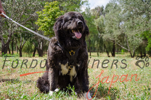 大型犬向けの本革製ハーネス(柔らかいフェルトの裏地付)