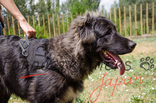 大型犬用ナイロンハーネス　