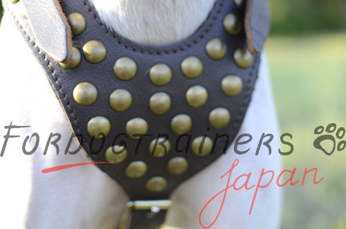 大型犬用ハーネス　丸型スタッズ付