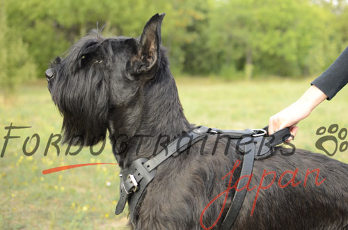 ジャイアントシュナウザー用ハーネス　本革