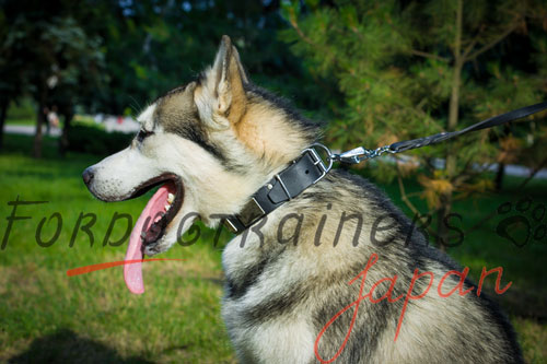 大型犬用かっこいい本革製首輪