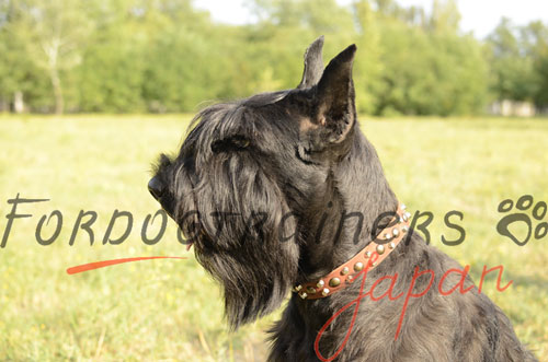 ジャイアントシュナウザー用おしゃれ首輪