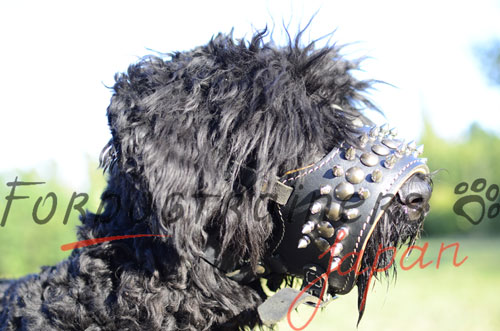 大型犬　口輪　かっこいいスタイル