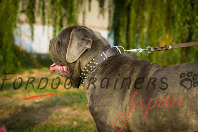 大型犬用本革製首輪　かっこいいスタイル
