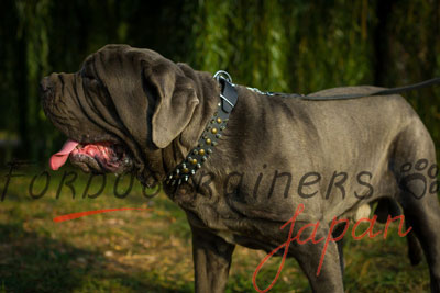 大型犬用首輪　高級スタイル