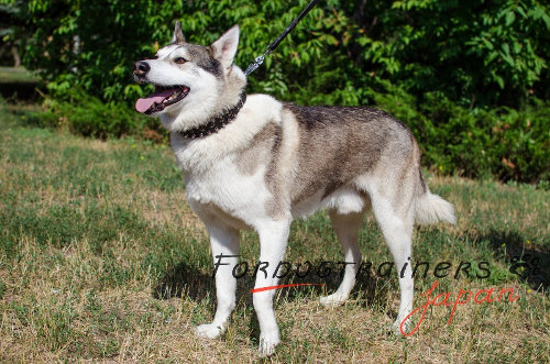 大型犬　首輪　二重カラー