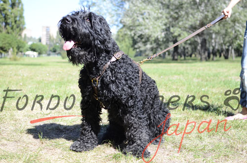 大型犬用ハーネス　本革製