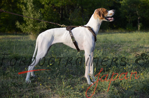 大型犬用軽量の本革ハーネス