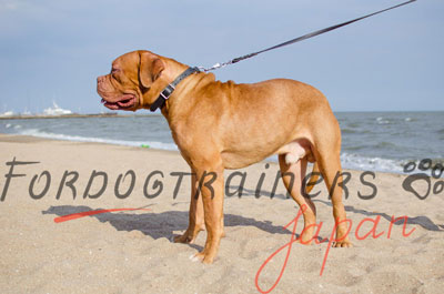 ボルドー・マスティフ　本革製チョークカラー　服従訓練用